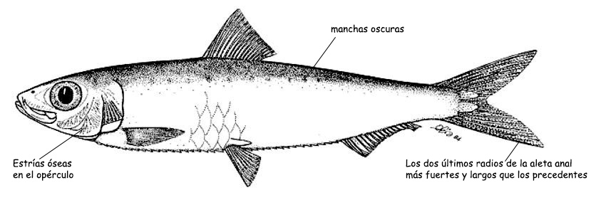 Sardina pilchardus_001.jpg